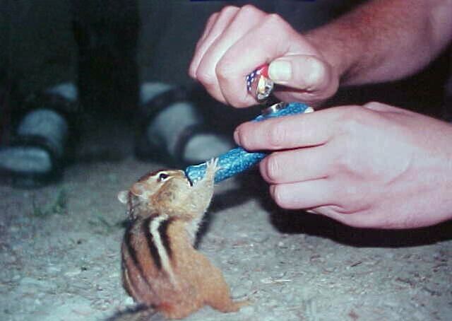 Streifenhörnchen raucht Pfeife