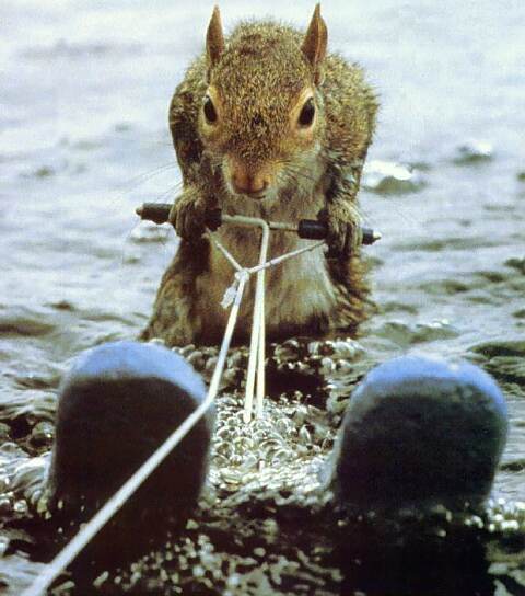 Eichhörnchen fährt Wasserski