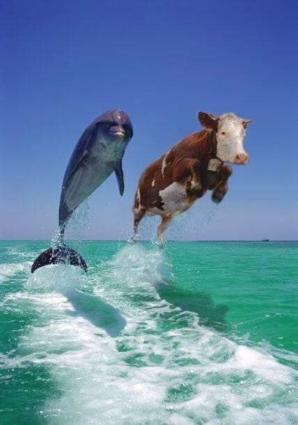 Kuh und Delphin im Meer, komische Seekuh