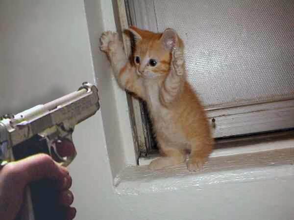 Pfoten hoch! Kleine Katze wird mit Pistole bedroht
