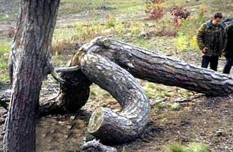 Bild des Monats November 2005