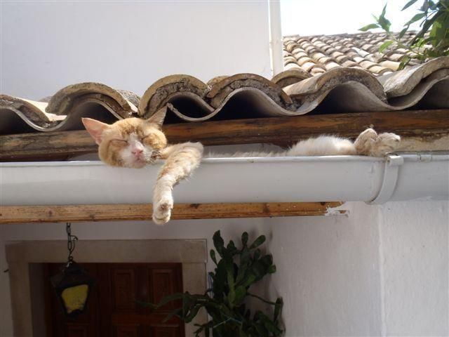 Bild des Monats Juli 2020