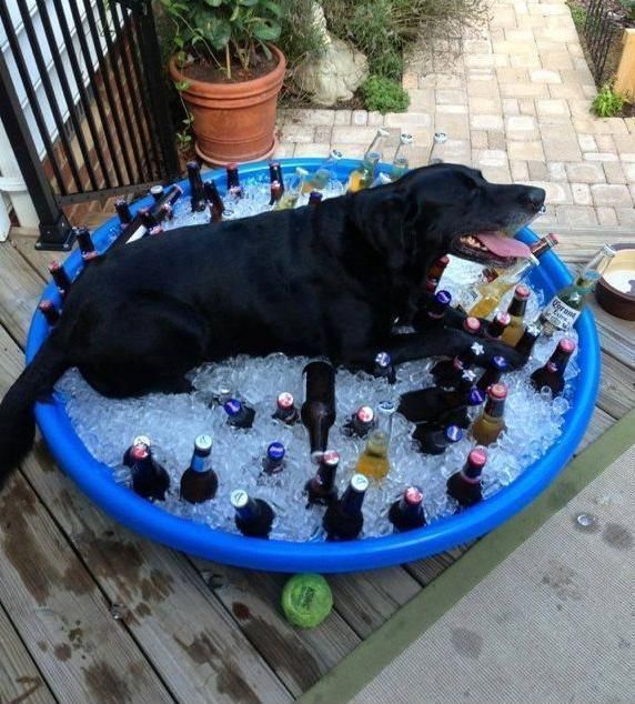 Bild des Monats Juni 2014