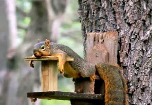 Bild des Monats Juni 2015