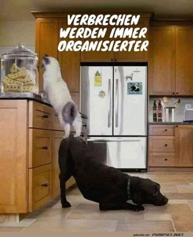 Best-Galerie, lustige Bilder