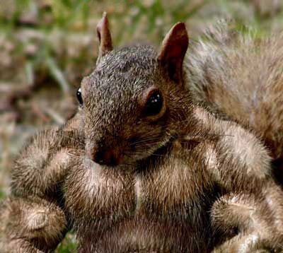 muskulöses Eichhörnchen